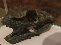 Pelanomodon tuberosus skull.jpg