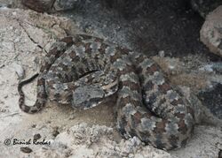 Persian Horned viper from Al Hajar Mountains of United Arab Emirates