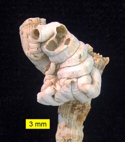 Petaloconchus Cyprus Pliocene.JPG