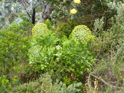 Peucedanum galbanum Blister bush Table mt.JPG