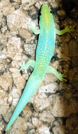 Phelsuma v-nigra v-nigra.jpg