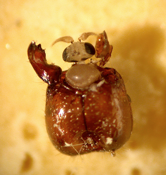 File:Phorid fly emerging from host.png