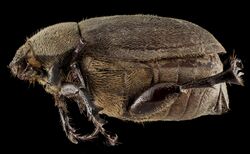 Phyllophaga aemula, F, MD, Anne Arundel 2015-03-13-15.50.40 ZS PMax (16791627148).jpg