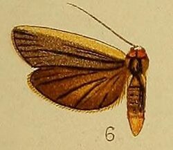 Pl.36-fig.06-Eilema heterogyna (Hampson, 1910).JPG