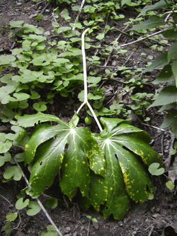 PoisonousMayApple101.jpg