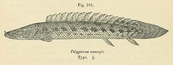 Polypterus ansorgii.jpg