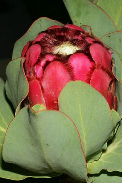 Protea grandiceps 1DS-II 3-5554.jpg