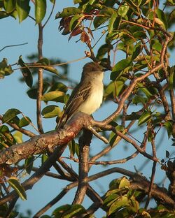 Puerto Rican Flycatcher.jpg