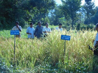Farmers look at different varieties of upland rice