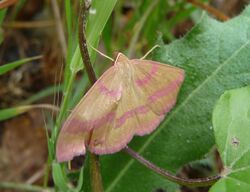 Rhodostrophia calabra 238 bei Livorno.jpg