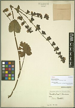 Salvia handelii.jpg