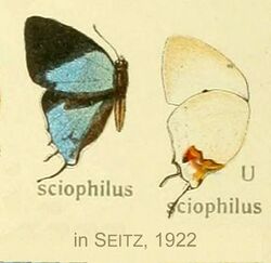 SciophilusInSeitz13.jpg