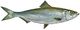 Skipjack herring fish alosa chrysochloris (white background).jpg