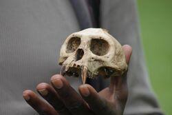 A hand holding the skull of a Ugandan red colobus showing large canine teeth