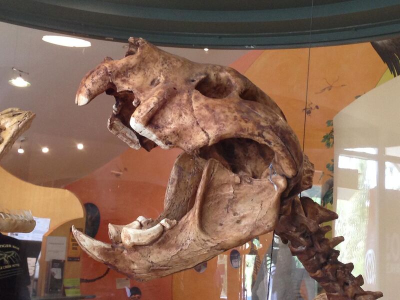 File:Skull of the Marsupial Lion (Thylacoleo carnifex).jpg