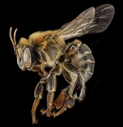 Stingless bee 3, f, side, peru 2014-07-30-13.17.15 ZS PMax (15839098322).jpg