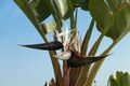 Strelitzia alba 001.jpg