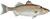 Striped bass morone saxatilis fish (white background).jpg