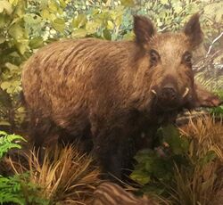 Sus scrofa majoris - Museo Civico di Storia Naturale Giacomo Doria - Genoa, Italy.jpg