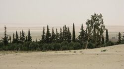 Syrian desert, Trees, Al-Sukhnah, Syria.jpg