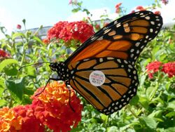 Tagged Monarch Butterfly - Flickr - treegrow.jpg