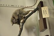 Gray tarsier