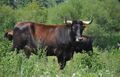 Taurus cattle Lippeaue6.JPG