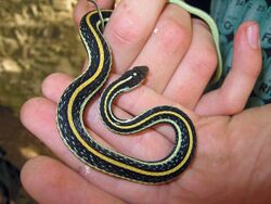 Thamnophis proximus.jpg