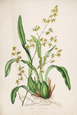 The Orchidaceae of Mexico and Guatemala (Tab. I) BHL769139.jpg