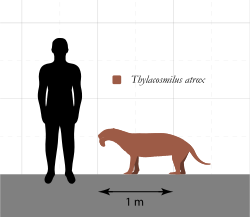 Thylacosmilus Size Comparison.svg