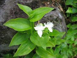 Tradescantia fluminensis (Flowers).jpg