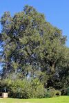 Treaty oak austin 2015.jpg