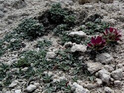 Trifolium friscanum.jpg