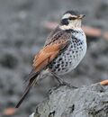 Turdus naumanni eunomus s2.JPG