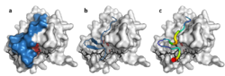 Viral protease loop.png