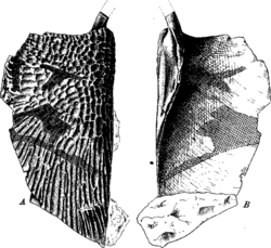 ?Eupelor durus clavicular plate.png