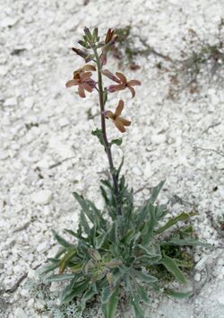 Крейдяні відслонення Matthiola fragrans.jpg