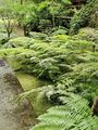 台灣金狗毛蕨 - 溪頭自然教育園區 Cibotium taiwanense - Xitou Nature Education Area, Taiwan 20220614191217 03.jpg