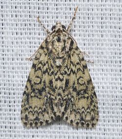 - 9241.1 – Acronicta heitzmani – Heitzman's Dagger Moth (16785552254).jpg
