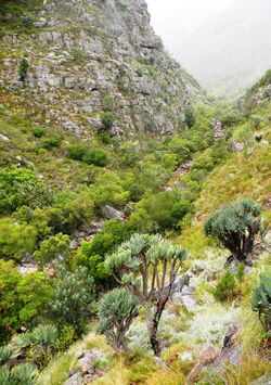 1 Fan Aloe trees in Western Cape mountains - South Africa.jpg