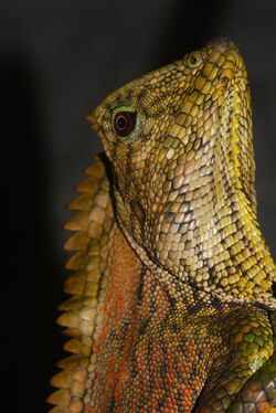 Abbott’s Anglehead Lizard (Gonocephalus abbotti) male (8743961455).jpg
