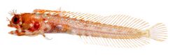 Acanthemblemaria aspera, Adult Female (Roughhead Blenny).jpg