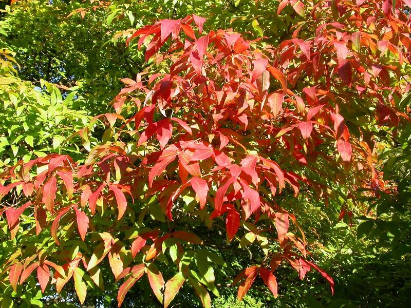 File:Acer triflorum fall leaves.jpg