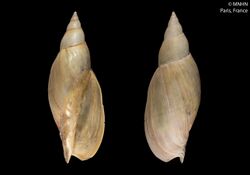 Shell of Adelomelon ancilla (syntype at MNHN, Paris)