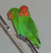 Two green parrots with orange faces