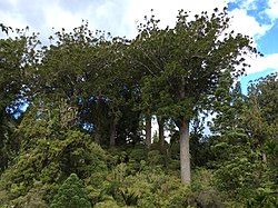Agathis australis Waiau Kauri Grove Coromandel.JPG