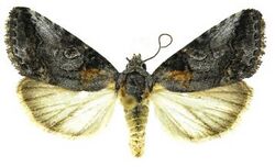 Aleptina inca female.JPG