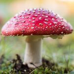 Amanita Muscaria in Eastern Europe, Lithuania.jpg