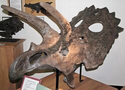 Anchiceratops skull in University of Wyoming Geological Museum.jpg