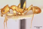 Aphaenogaster belti casent0101063 profile 1.jpg
